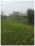 丰乐河三期景观道路工程进展情况